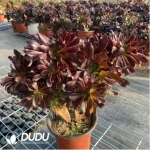 Aeonium Blushing Beauty Cristata