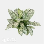 1.3/Pcs Dieffenbachia White blizzard Seedling(100Pcs??