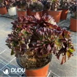 Aeonium Arboreum Velour European Crestata(Big)