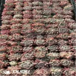 105Pcs/Tray Echeveria Preferred beauty Seedlings(Mix & Match 5+)
