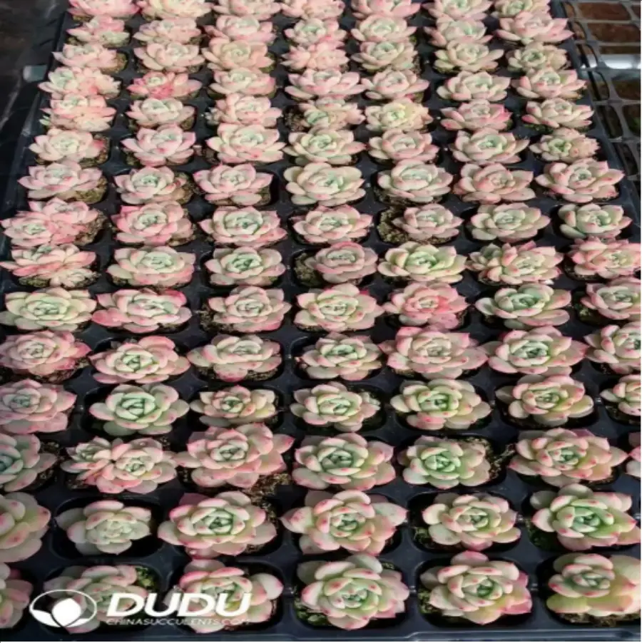 1-60.webp 105Pcs/Tray Echeveria AK Maria Seedlings(Mix & Match 5+) - Image 1