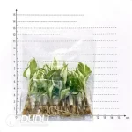 Calathea picturata "Crimson" Seedling(100Pcs??