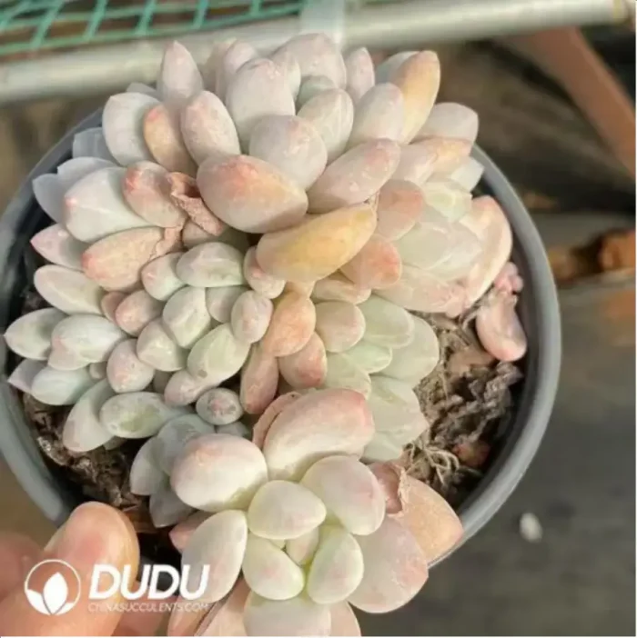 1-602.webp Pachyveria Perfume Clustering - Image 1