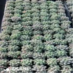 105Pcs/Tray Pachyphytum Caviar Seedlings(Mix & Match 5+)
