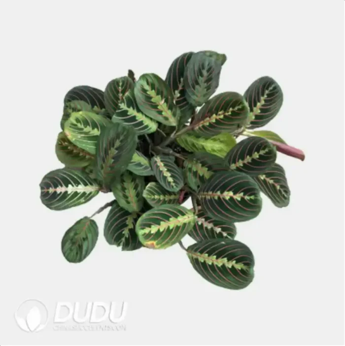 Maranta leuconeura 'Erythrophylla' Seedling(100Pcs?? - Image 1