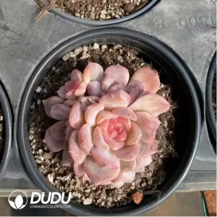 Echeveria Snow Hibiscus Clustering - Image 1