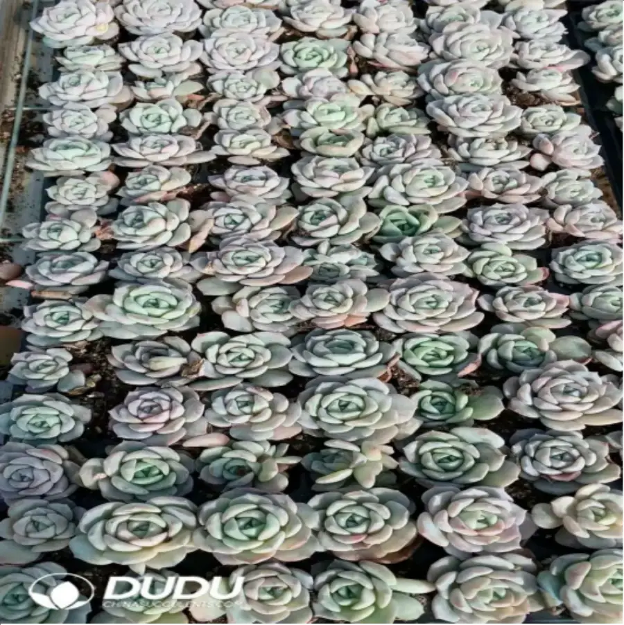 1-63.webp 105Pcs/Tray Echeveria Yangshan snow Seedlings(Mix & Match 5+) - Image 1