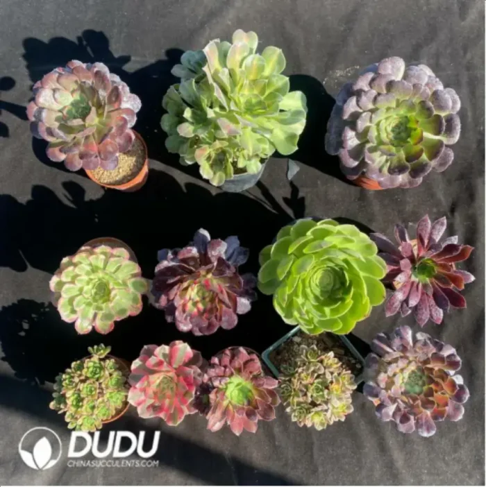 DuDu Aeonium Collocation 2 - Image 1