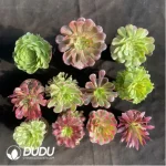 DuDu Aeonium Collocation 1