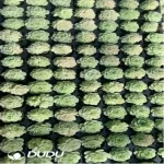 105Pcs/Tray Echeveria White Swans Seedlings(Mix & Match 5+)