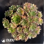 Aeonium Sweet Tea Clustering