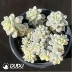 Sedum Clavatum Variegata Clustering