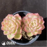 Echeveria Melon Double Heads
