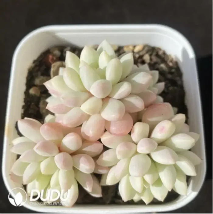 Echeveria Cute Beans Variegated Clustering - Image 1