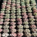105Pcs/Tray Echeveria Queen Momoki Seedlings(Mix & Match 5+)