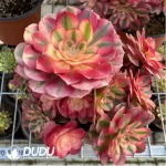 Aeonium Red Sleeve Variegated Cristata