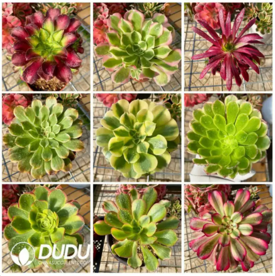 1-665.webp Aeonium Blind Box 50 Pcs - Image 1