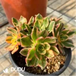 90MM Aeonium Sweet Tea Clustering