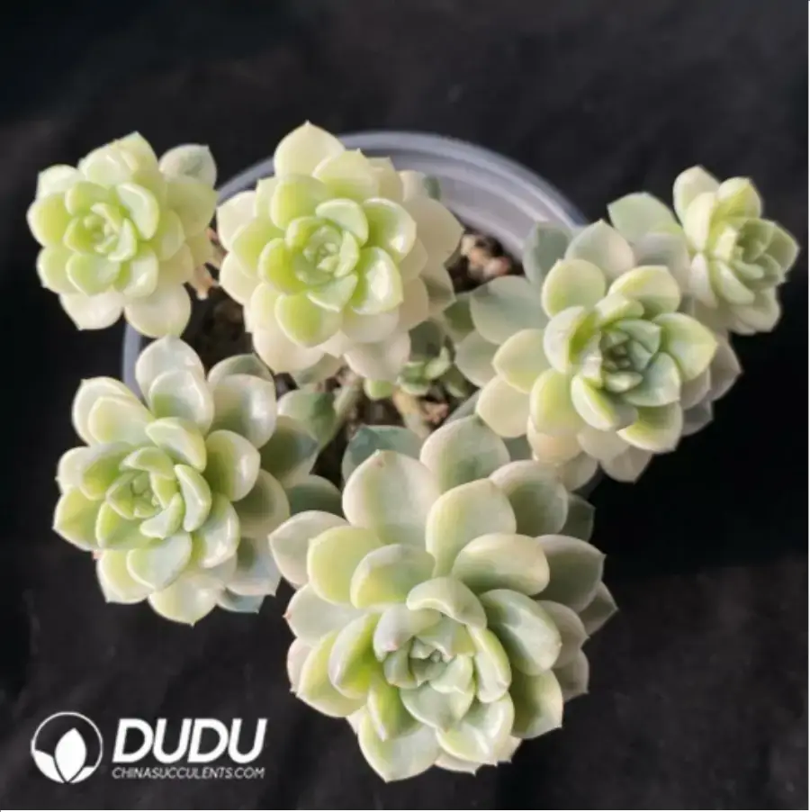 1-680.webp Echeveria pink puppet Clustering - Image 1