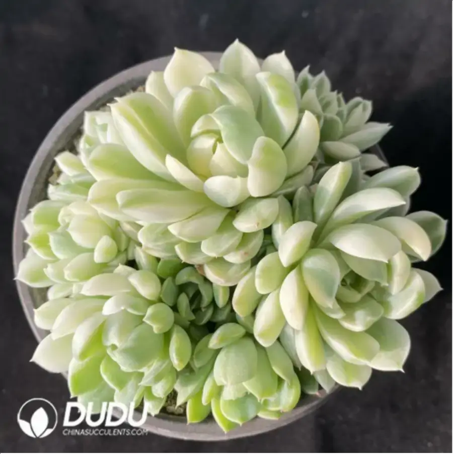 1-681.webp Echeveria vanilla moon shadow Clustering - Image 1