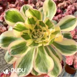 Aeonium Arboreum Velour European clustering