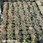 105Pcs/Tray Echeveria Red Amber Seedlings(Mix & Match 5+)