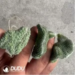 Strombocactus disciformis