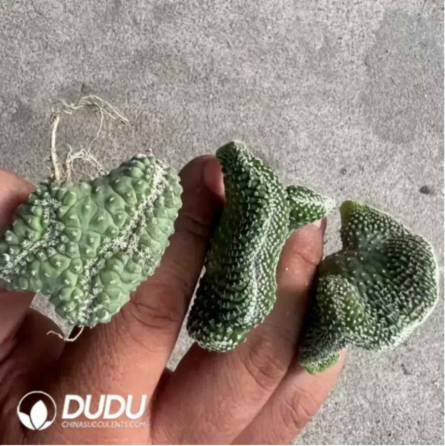 1-703.webp Strombocactus disciformis - Image 1