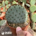 Cactus-Thelo?bicolor