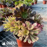Aeonium Xianmo Chimera Clustering -2