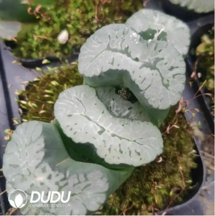 1-711.webp Haworthia Truncata Aoi King - Image 1