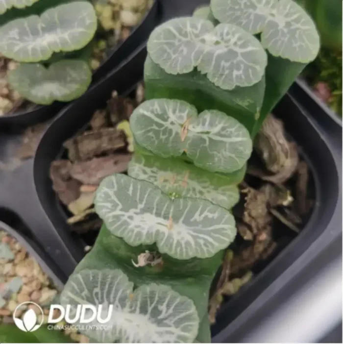 1-718.webp Haworthia White Wine Glass - Image 1