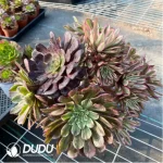 Aeonium Xianmo Chimera Clustering -1