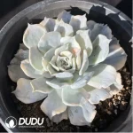 Echeveria Lilacina Variegated