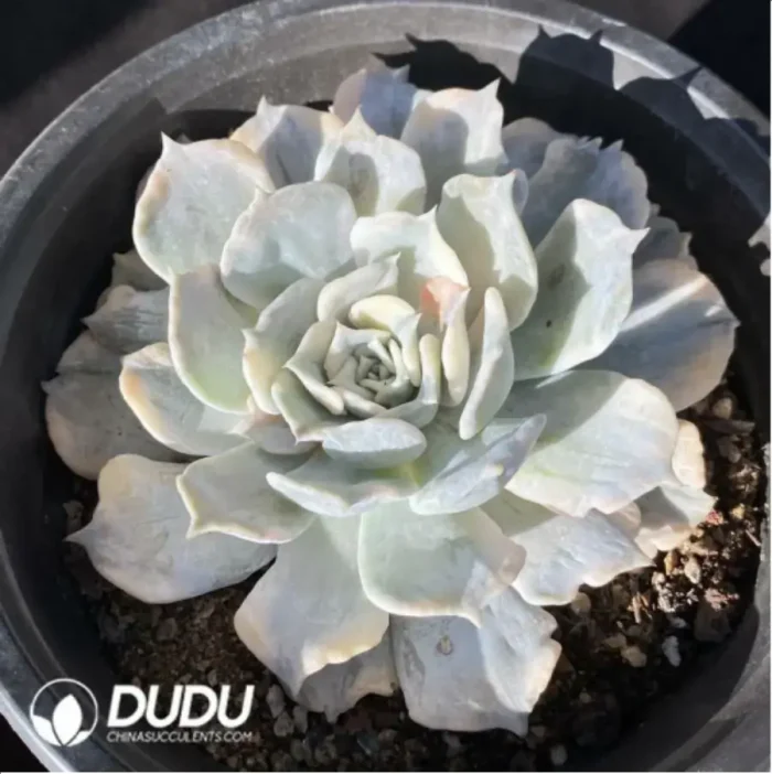 1-729.webp Echeveria Lilacina Variegated - Image 1