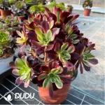 Aeonium Wedding Dress Chimera Clustering-4