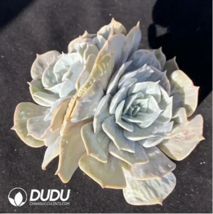 Echeveria Lilacina Marble Double Heads - Image 1