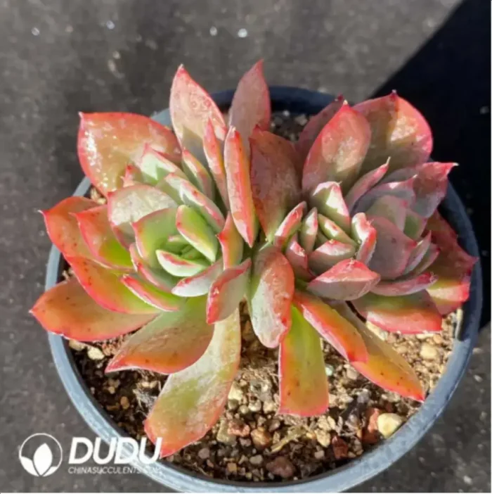 1-732.webp Echeveria Luella Clustering - Image 1