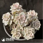 Echeveria Pretty in Pink Variegated Clustering