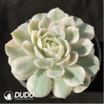Echeveria Onslow Variegated (Large)