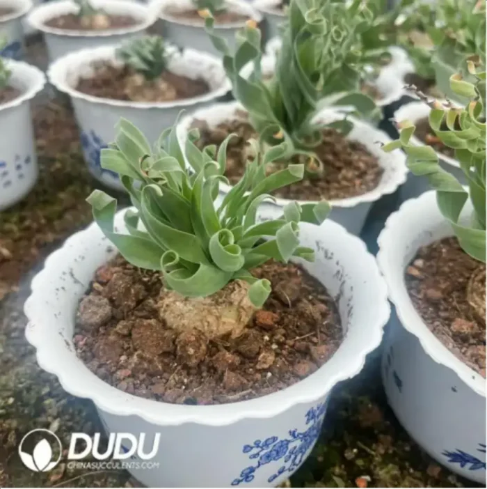 1-746.webp Obregonia denegrii(Scattered Clustering) - Image 1