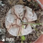 Dicrocaulon Big Clustering