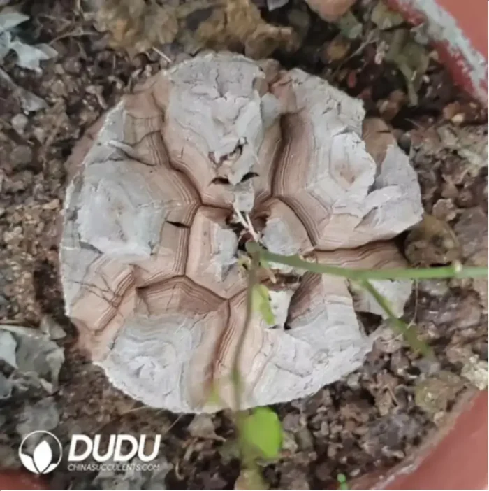 1-750.webp Dioscorea elephantipes (L'H??r.) Engl. - Image 1