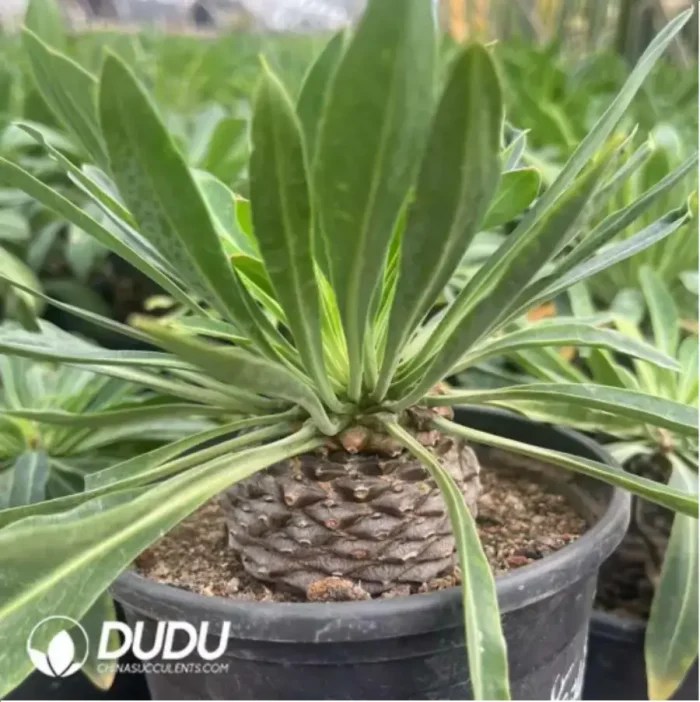 1-751.webp Euphorbia hypogaea - Image 1