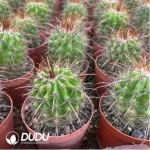 Aeonium Undulatum  variegated