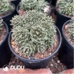 Obregonia denegrii(Scattered Clustering)