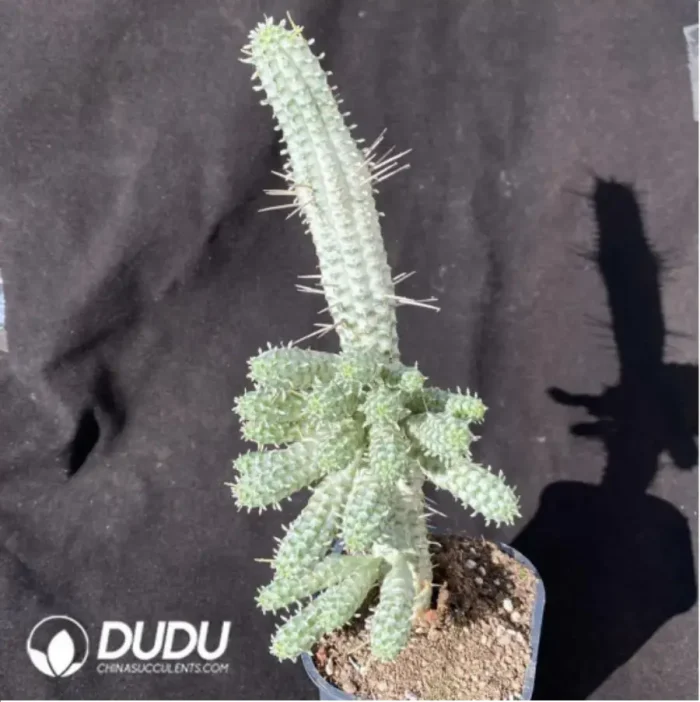 1-756.webp Euphorbia mammillaris f. Variegata - Image 1