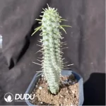 Euphorbia mammillaris f. Variegata