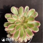 Aeonium Red copper pot mediopicta