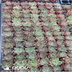 105Pcs/Tray Echeveria Paso Doble Seedlings(Mix & Match 5+)